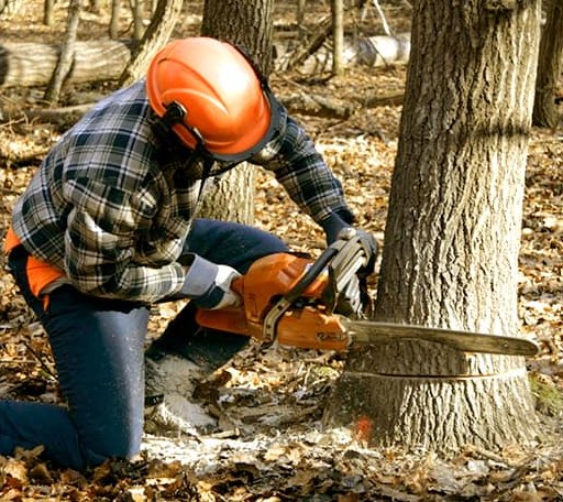 Tree Removal in Freedom, ME